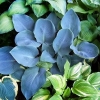Хоста гибридная Blue vision с5