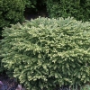 Ель обыкновенная Nidiformis 30/40