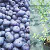 Голубика высокорослая Bluecrop с5