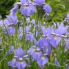 Ирис сибирский Blue King с3
