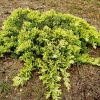 Можжевельник горизонтальный Golden Carpet c15