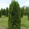 Туя западная Columna 140/160