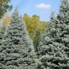 Ель колючая 150/175