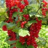 Смородина Голландская красная с5