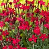 Гвоздика Confetti Deep Red с5