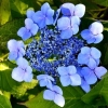 Гортензия Bluebird c7.5