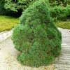 Сосна обыкновенная Globosa Viridis С35 30/40