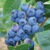 Голубика высокорослая Earliblue с5