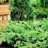 Можжевельник Green Carpet с7,5