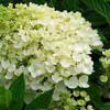 Гортензия Grandiflora с7.5