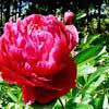 Пион молочноцветковый Pink Hawaiian Coral с5