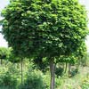 Клен остролистный Globosum St140 8/10
