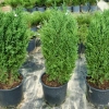 Можжевельник Stricta