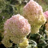 Гортензия Magical Sweet Summer с7.5