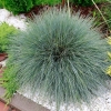 Овсяница сизая Festuca glauca с5
