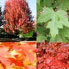 Клен Фримана Autumn Blaze 12/14