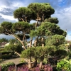 Сосна bonsai, 7xv Br200-250 H200-225