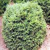 Ель обыкновенная Nidiformis 60/70