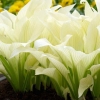 Хоста White Feather с7.5