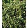 Бересклет  Форчуна Emerald Gaiety с5