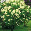 Сирень Primrose 125/150