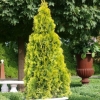 Туя западная Golden Brabant 140/160
