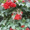 Калина Красный коралл с5