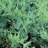 Можжевельник средний Pfitzeriana Glauca С25