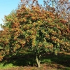 Боярышник сливолистный Splendens с7.5