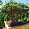 Сосна Mughus Bonsai 6xv WRB W125-150 H100-125