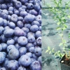 Голубика высокорослая Bluecrop с20