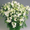 Дельфиниум крупноцветковый Summer Stars с5
