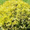 Туя западная Globosa Aurea 60/80