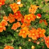 Лапчатка Hopleys Orange c12