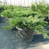 Можжевельник Andora Compacta C7.5