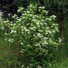 Калина обыкновенная 175/200