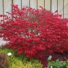 Бересклет Red Cascade с5
