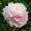 Пион Original Pink с5