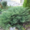 Можжевельник казацкий Glauca с26