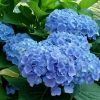 Гортензия Early Blue с7.5