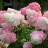 Гортензия Vanille Fraise с5