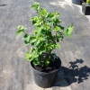 Снежноягодник белый White Hedge C5