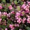 Снежноягодник розовоплодный Mother of Pearl с5