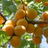 Абрикос Лель 5/6 лет