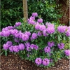 Рододендрон катевбинский Grandiflorum с5