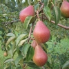 Груша Ника 6/7 лет