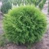 Туя Little Champion c7.5