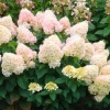 Гортензия Magical Sweet Summer с10 Pa60