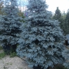 Ель колючая Blue Diamond 2,0-2,50 м