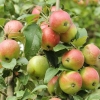 Яблоня Авенариус 5/6 лет